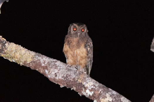 Tawny-bellied Screech-Owl in Cuyabeno Reserve